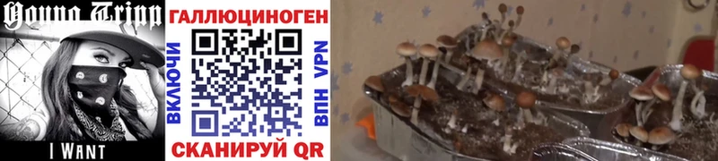 Псилоцибиновые грибы Cubensis  ссылка на мегу как войти  Ленинск-Кузнецкий 